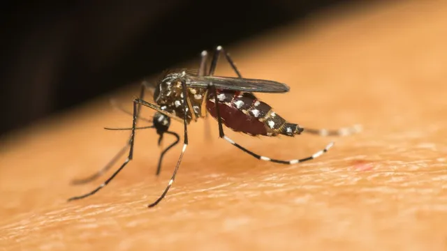 maharashtra-two-cases-of-zika-virus-detected-in-pune-districts-asked-to-tighten-surveillance